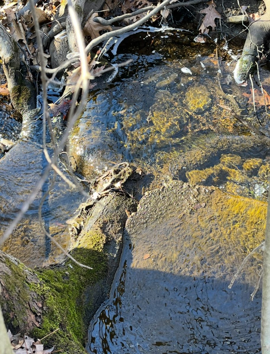 Beginnings of a stream that run from a large vernal pool throughout the rest of the forest.